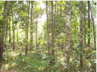 Gambar 3. Hutan Rakyat di Lokasi Penelitian 