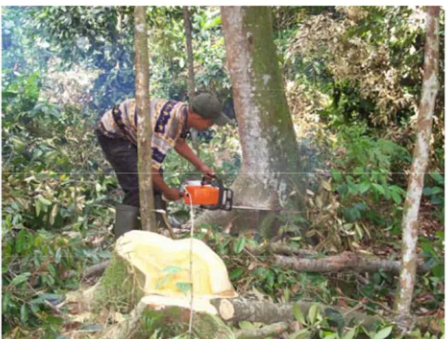 Gambar 4 menunjukkan penebangan kayu di hutan rakyat. 