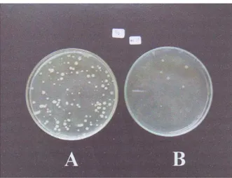 Gambar 4.  Bakteri golongan Vibrio kuning (A) dan hijau (B) yang tumbuh pada saat penelitian 