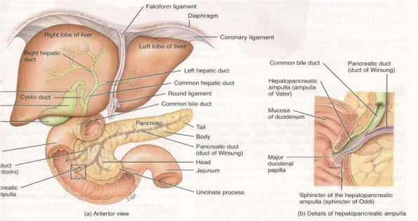 Gambar 9. Anatomi Saluran empedu 