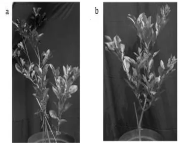 Gambar  1  Penampilan  tanaman  pamelo  (a)  tidak  dipangkas,  (b)  dipangkas  pada umur 28 MST 