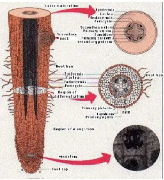 Gambar Struktur Anatomi Akar 