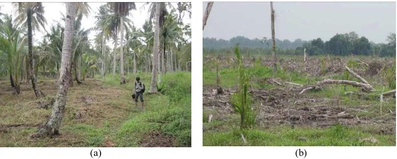 Gambar 6. Perubahan hutan mangrove menjadi kebun kelapa rakyat (a) dan kelapa sawit (b)