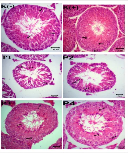 Gambar 4.4 Penampang melintang tubulus seminiferus mencit (Mus musculus     L.) pewarnaan HE, perbesaran 400x