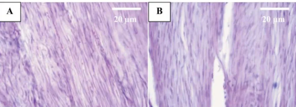 Fig. 3. The incision space occupied by strands of connective tissue with proper orientation of  connective ﬁ bers in the treated tendon (A) compared with untreated tendon (B) after the third 