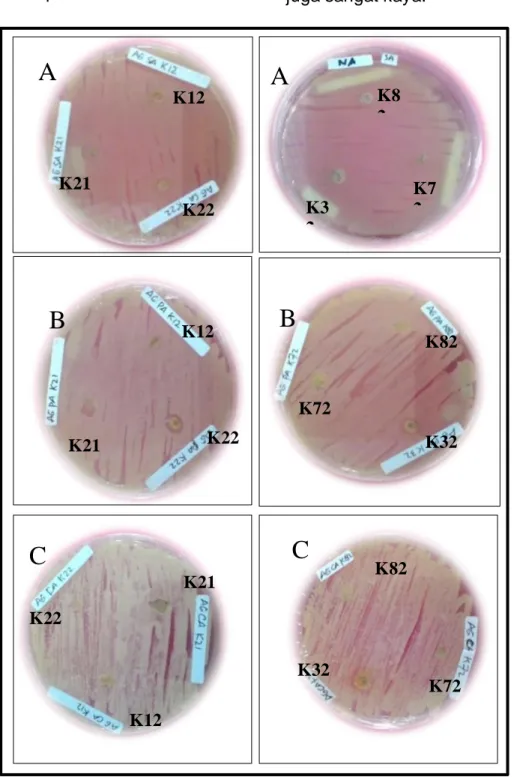 Gambar  1.  Hasil  Uji  Antagoni  terhadap  beberapa  mikroba  uji,    A  :S.  aureus,  B  :E