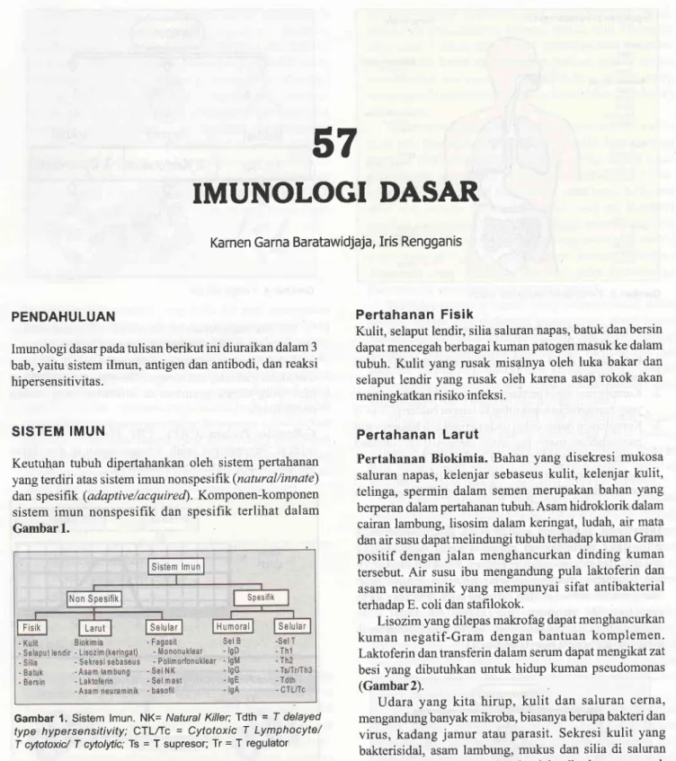 Gambar  1. Sistem  lmun.  NK=  Natural  Kller;  Tdlh  =  T  delayed type  hypersensitivity;  CTLtfc  =  Cytotoxic  T  Lymphocyte/