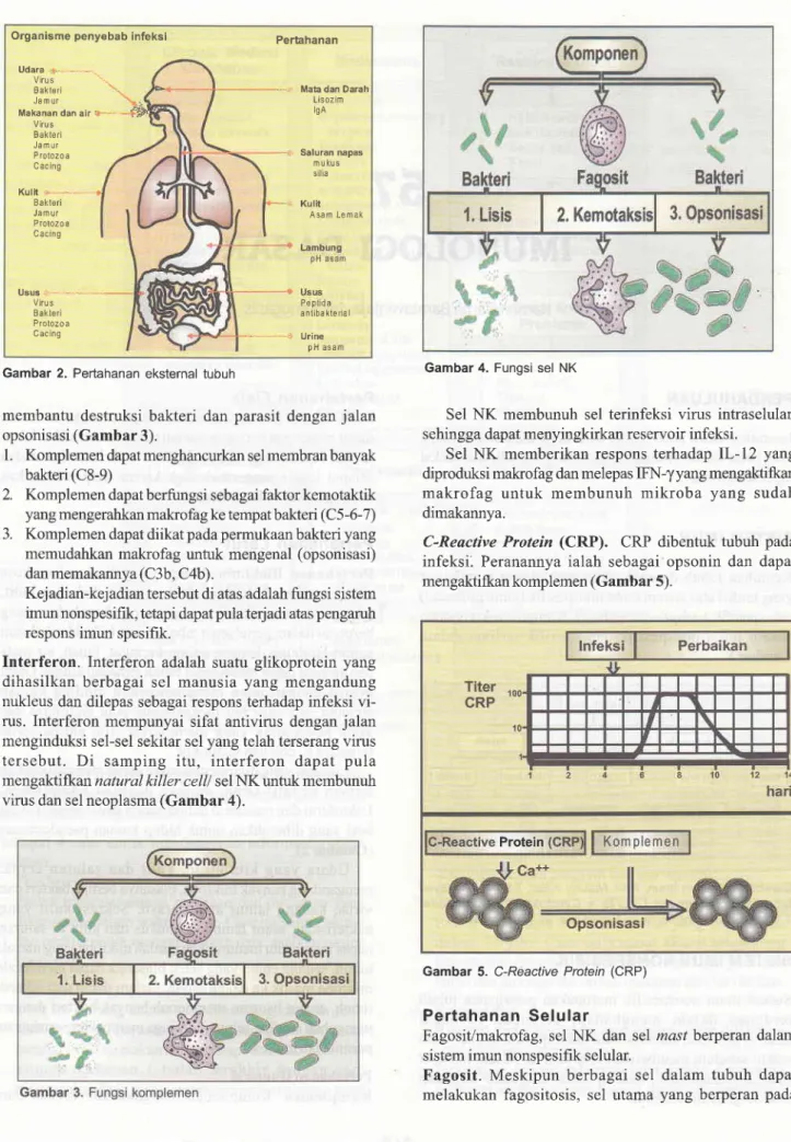 Gambar  2. Pertahanan eksternal  tubuh