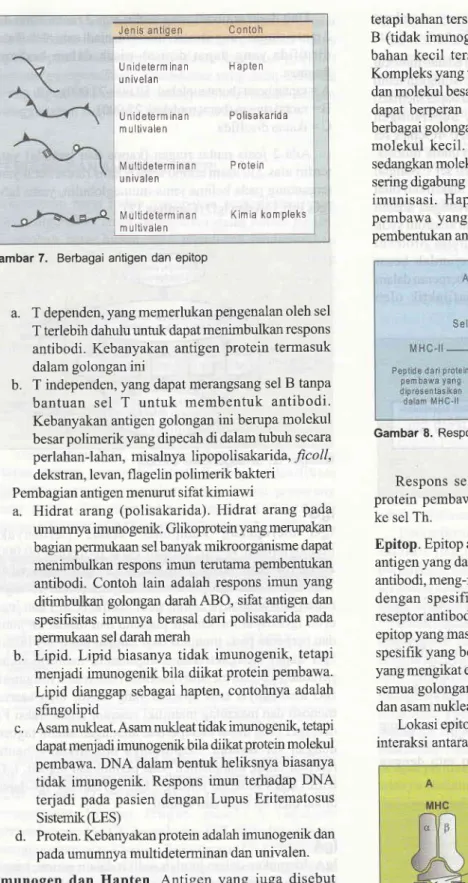 Gambar  9.  Epitop