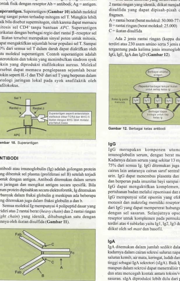 Gambar 10.  Superantigen