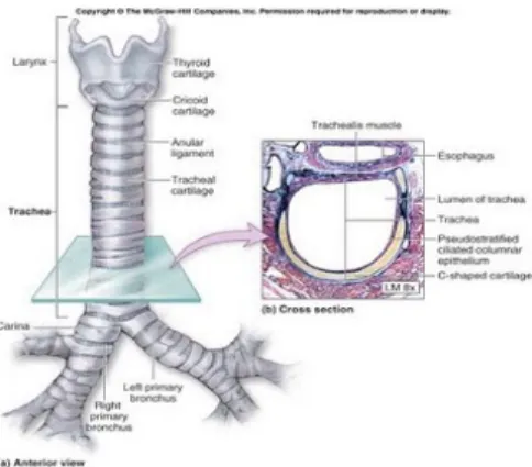 Gambar 1. Anatomi trakea