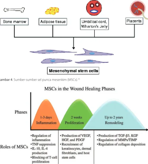 Gambar 5.  Peran  MSCs  di  tiap  fase  penyembuhan  luka.  H F   hepatocyte growth factor;  IL   interleukin; 