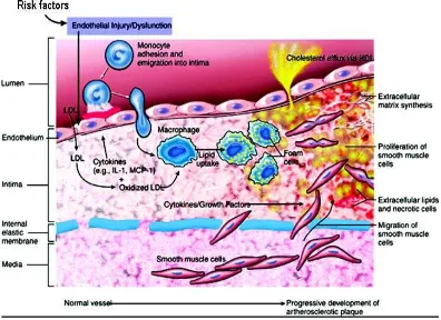 Gambar 2.2  Patogenesis Inflamasi pada Aterosklerosis (Packard 2008). 