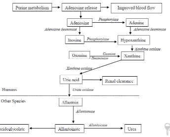 Gambar 2.4  Asam Urat sebagai Produk Akhir Metabolisme Purin pada Manusia dan Spesies lainnya (Sivakumar,2014) 