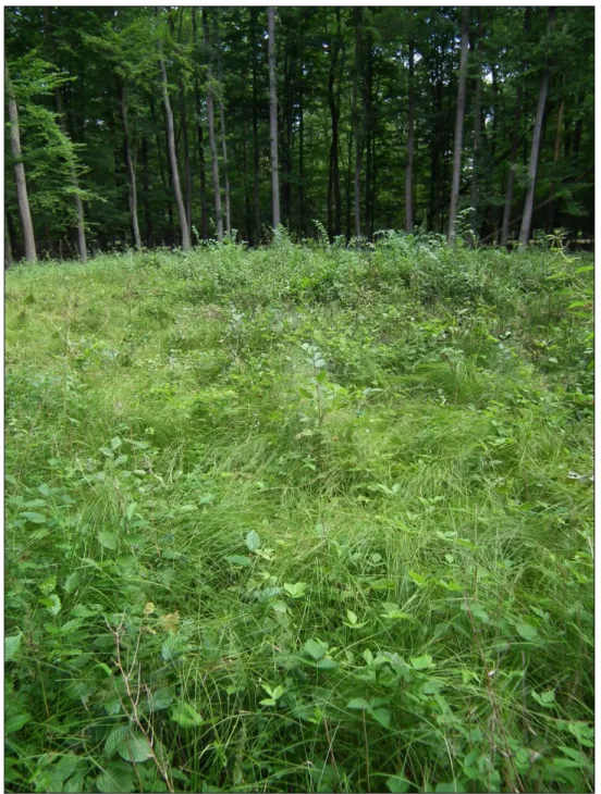 Figure 9: Central and southern (shady) part of a gap in the Gelénes 14/A subcompartment, with a high cover  of the herb layer; at the margin of the gap (in the background) abundance of the hornbeam is significant 