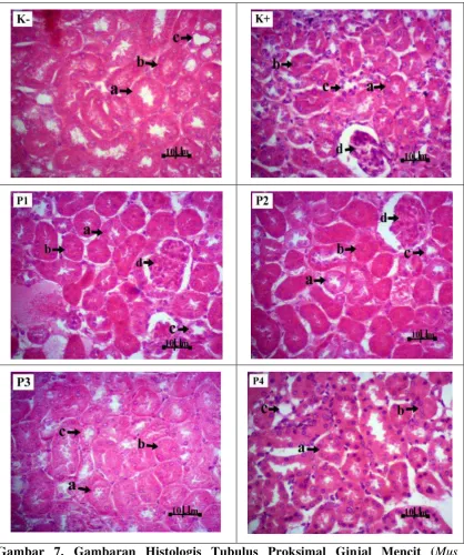 Gambar 7.   Gambaran Histologis Tubulus Proksimal Ginjal Mencit (Mus musculus L.) Perlakuan Kontrol (K- dan K+) dan Perlakuan (P1, P2, P3 dan P4)