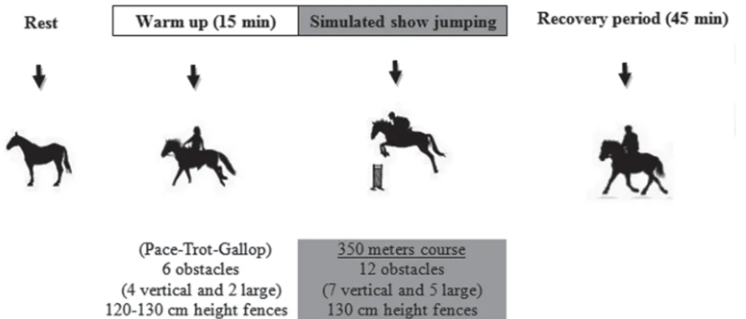 Fig. 1. Testing protocol applied to seven jumper horses.