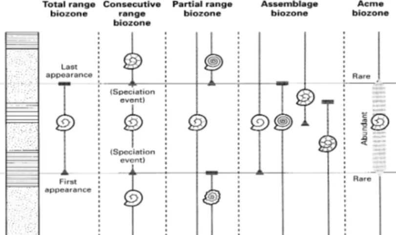 Gambar 8-2  Zona persebaran fosil : Total range zone (Zona kemunculan dan kepunahan  suatu fosil yang umurnya relatif pendek); Consecutive range zone, Partial  range zone, Assemblage zone dan Acme zone.