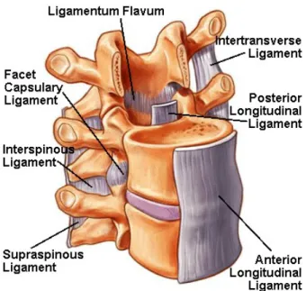 Gambar 3. Spinal Ligament-ligamentum Flavum (www.spineuniverse.com, 2010)