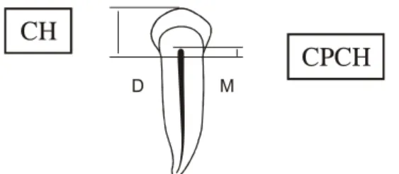 Gambar 2. Pengukuran rasio panjang akar, panjang gigi, lebar