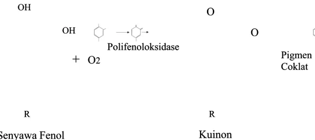 Gambar 5. Reaksi kerusakan senyawa fenol selama pengeringanGambar 5. Reaksi kerusakan senyawa fenol selama pengeringan