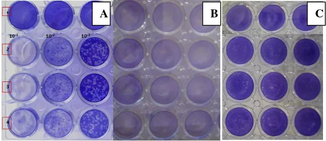Gambar 2. Hasil uji plaque virus dengue serotipe 3 dengan menggunakan tiga galur sel. A) Sel BHK-21, B) Sel C6/36, C) sel Vero