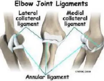 Gambar 3 Ligamentum Sendi Siku