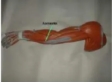 Gambar 5 Otot Extensor Sendi Siku