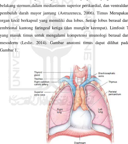 Gambar 1. Anatomi Timus pada orang dewasa   (Tortora &amp; derickson, 2011 ) 