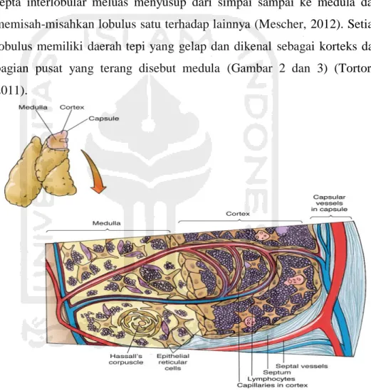 Gambar 2. Korteks dan medula timus (Gartner &amp; Hiatt, 2014) 