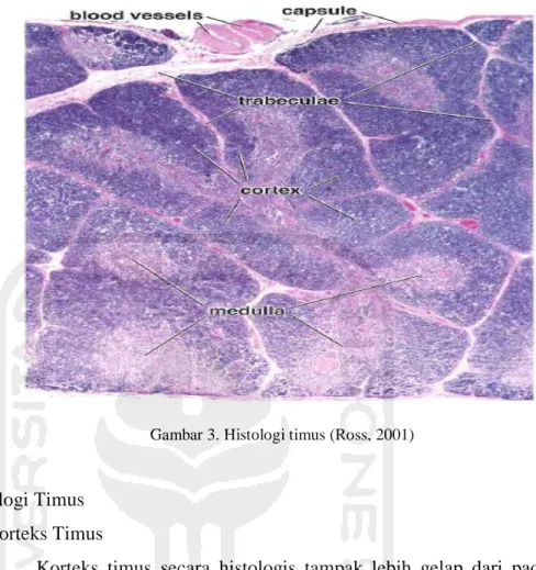 Gambar 3. Histologi timus (Ross, 2001) 