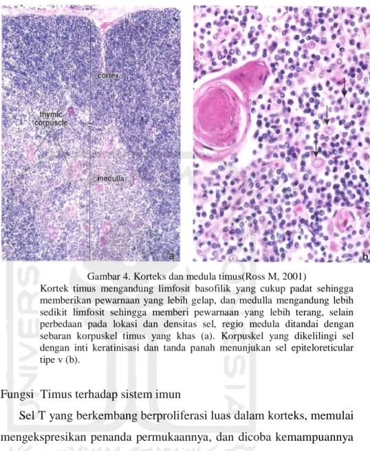 Gambar 4. Korteks dan medula timus(Ross M, 2001) 