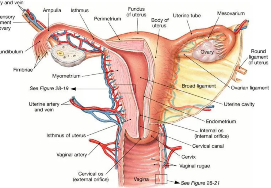 Figure 28.18  The Uterus