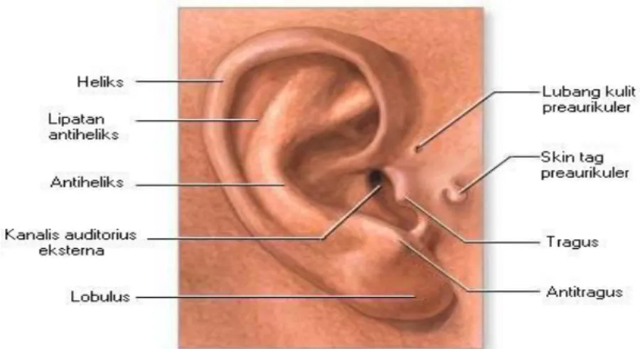 Gambar 2. Anatomi daun telinga 