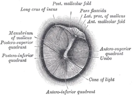 Gambar 3. Anatomi membran tympani. Sumber : http://www.bartleby.com/107/230.html 
