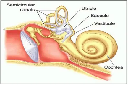 Gambar 4.  Anatomi Telinga Dalam (Dhingra PL., 2007) 