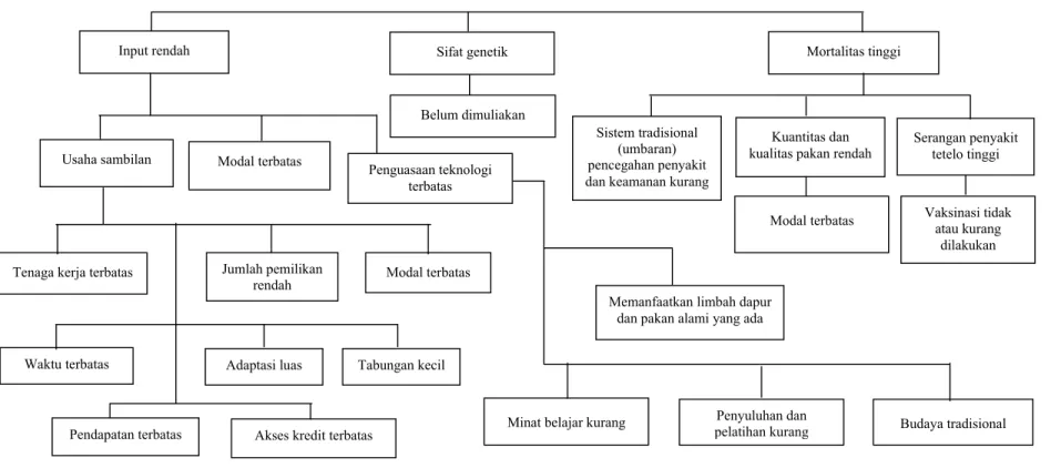 Gambar 1: Hubungan sebab akibat permasalahan umum rendahnya produktivitas ayam lokal (hasil identifikasi masalah di beberapa wilayah pengembangan di Indonesia) 
