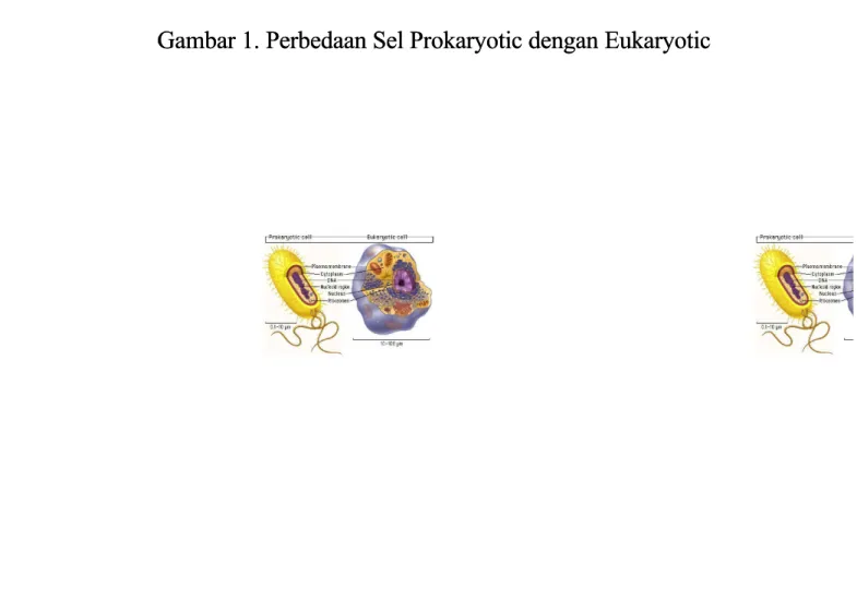 Gambar 1. Perbedaan Sel Prokaryotic dengan EukaryoticGambar 1. Perbedaan Sel Prokaryotic dengan Eukaryotic
