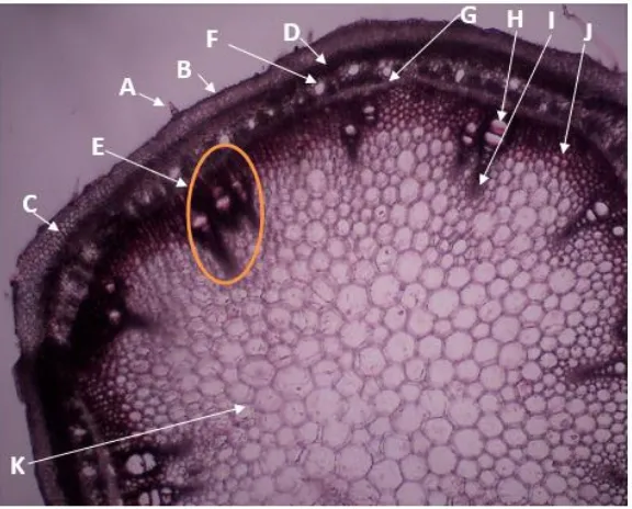 Gambar 1. Penampang Lintang Batang Muda Komak Perbesaran 40x (A.Trikoma; B. Epidermis; C