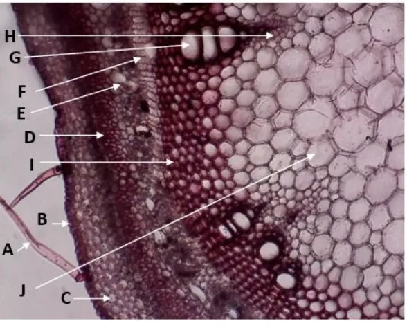 Gambar 2.  Penampang Lintang Batang Muda Komak Perbesaran 10x (A. Trikoma; B. Epidermis; C