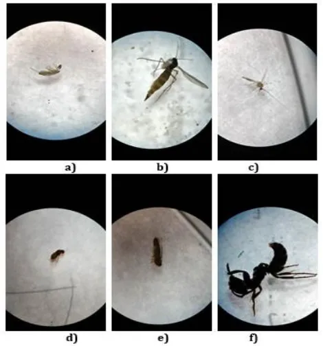 Gambar 2.  Famili serangga tanah yang ditemukan di jalan MT Haryono dan Tlogomas, a). Isotomidae, b)