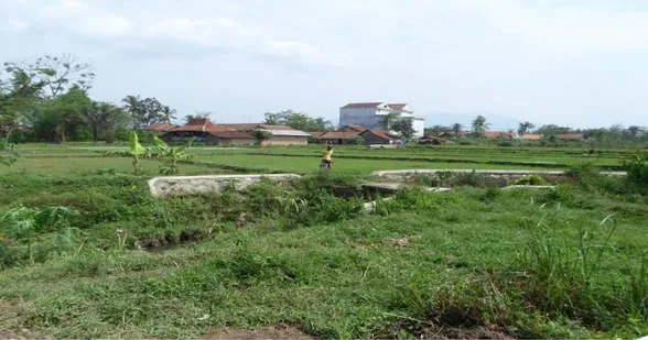 Gambar 1.1. Persawahan masyarakat di desa Wonokarto kecamatan Gadingrejo  kabupaten Pringsewu provinsi Lampung 