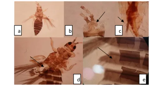 Gambar 8  Spesies kategori trips tidak teridentifikasi: (a) Imago trips tidak utuh,  (b) Kepala tidak utuh, (c) Tergit pada abdomen yang kotor, (d) Sisi  tubuh trips dekat pangkal sayap rusak, (e) Sisi tergit yang hancur