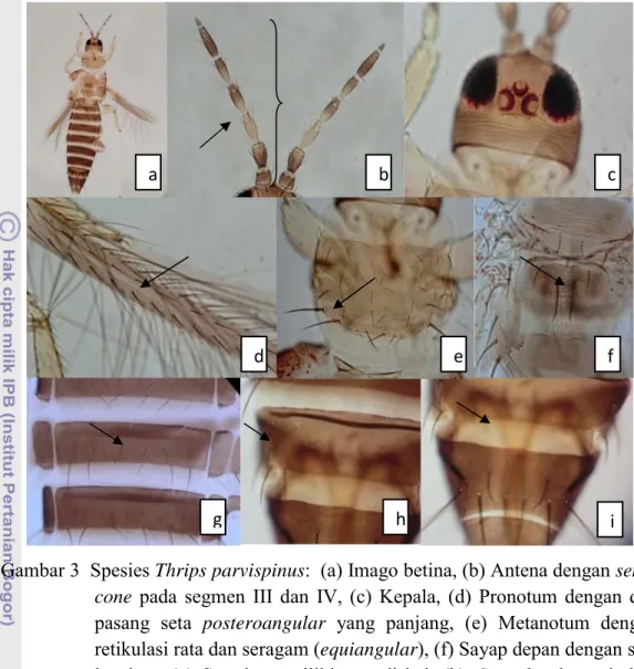 Gambar 3  Spesies Thrips parvispinus:  (a) Imago betina, (b) Antena dengan sense 