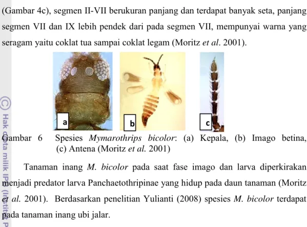 Gambar 6  Spesies Mymarothrips bicolor:  (a)  Kepala,  (b)  Imago  betina,              (c) Antena (Moritz et al