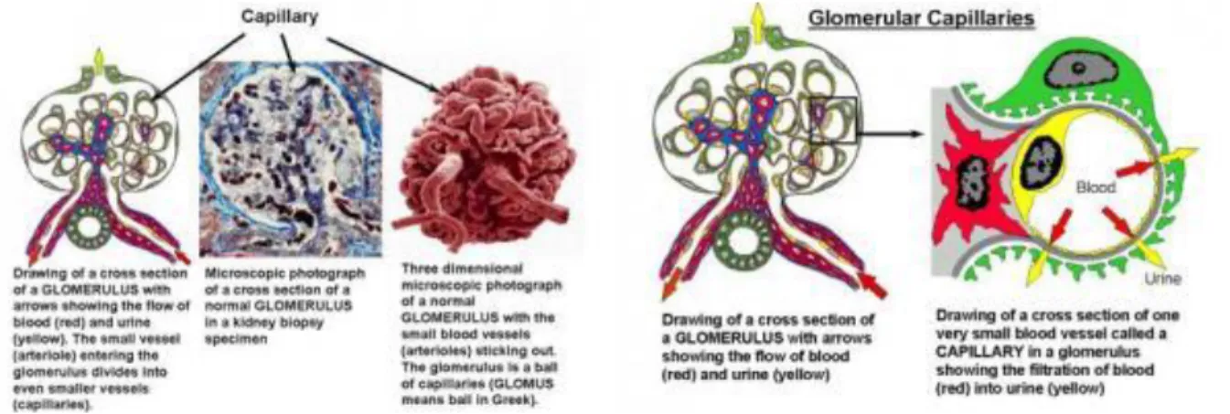 Gambar 4. Kapiler glomerulus normal 