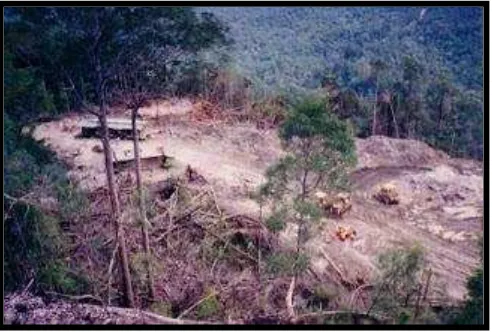 Gambar 1. Proses land clearing yang mengakibatkan hilangnya vegetasi alami 