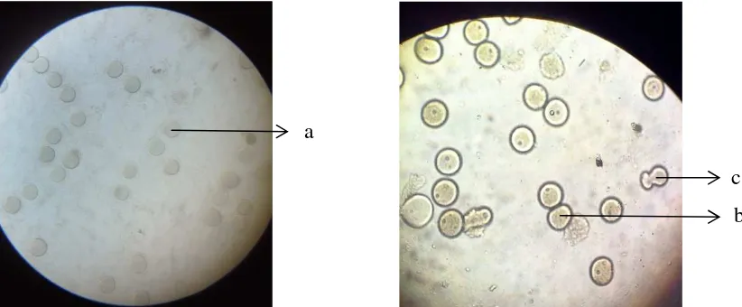 Gambar 1. (a) Sel telur yang belum mengalami pembuahan pada menit ke-0, (b) Sel telur yang telah mengalami pembelahan menit ke-120 (terdapat inti sel dan dinding sel baru), (c) Sel telur yang mengalami penghambatan  pembelahan  