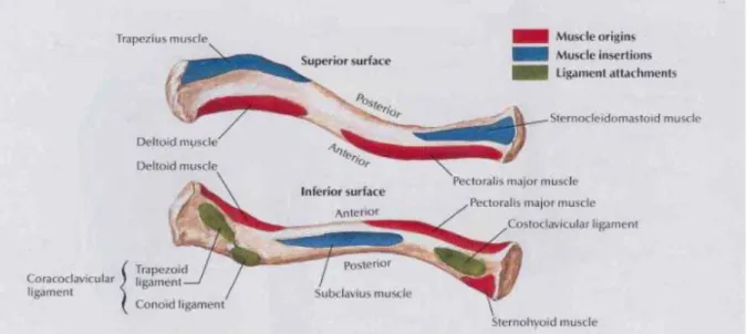 Gambar 2 : clavicula muscle an ligament ( Atlas of Netter )  