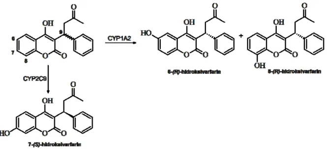 Tabela II   Primeri lekova za koje je utvrđena različita brzina metabolizma enantiomera
